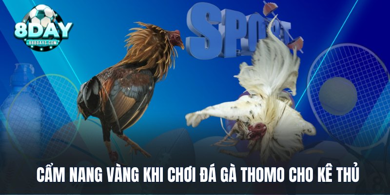 Cẩm nang vàng khi chơi đá gà Thomo cho kê thủ