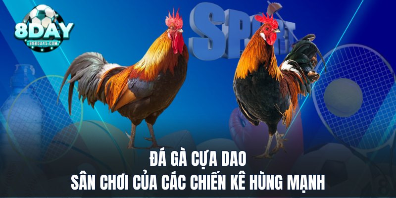 Đá gà cựa dao sân chơi của các chiến kê hung mãnh