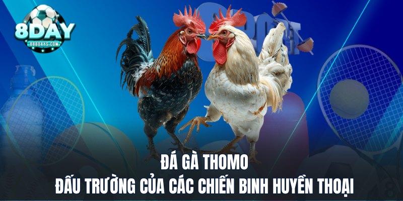 Đá gà thomo đấu trường của các chiến binh huyền thoại