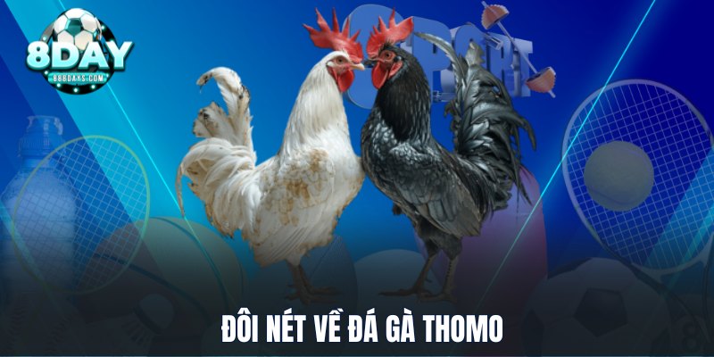 Đôi nét về đá gà Thomo