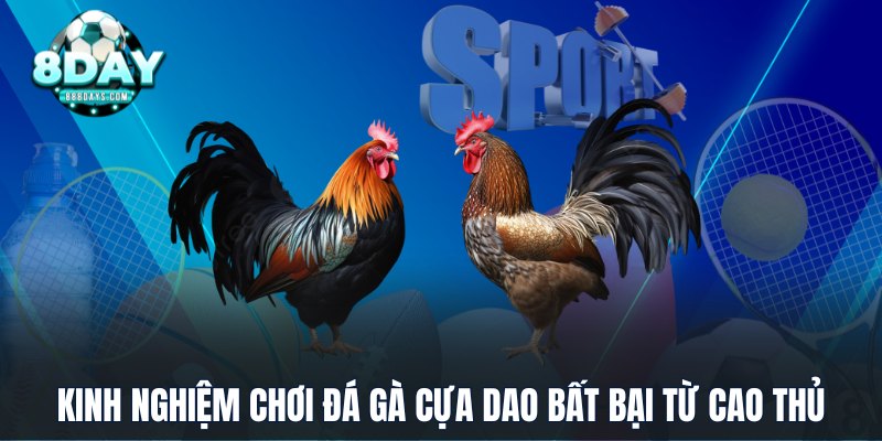 Kinh nghiệm chơi đá gà cựa dao bất bại từ cao thủ