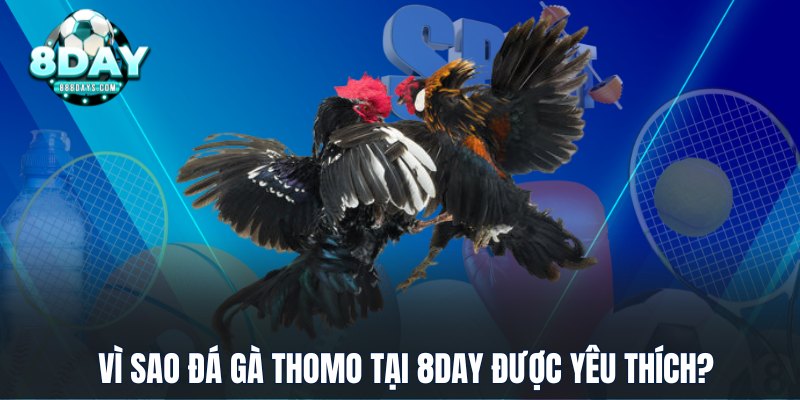 Vì sao đá gà Thomo tại 8DAY được yêu thích?